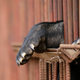 Un oso en su jaula en una granja de China. AP